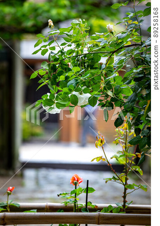 上郡神社,玫瑰花盛開的地區和京都安靜的街角風景 上郡神社,玫瑰花盛開的地區和京都安靜的街角風景 89258168