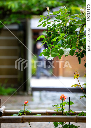 上郡神社,玫瑰花盛開的地區和京都安靜的街角風景 上郡神社,玫瑰花盛開的地區和京都安靜的街角風景 89258170