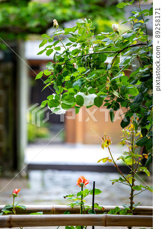 上郡神社,玫瑰花盛開的地區和京都安靜的街角風景 上郡神社,玫瑰花盛開的地區和京都安靜的街角風景 89258171