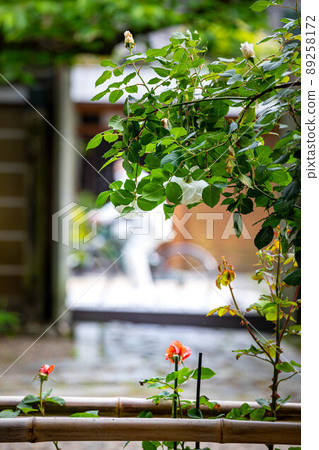 上郡神社,玫瑰花盛開的地區和京都安靜的街角風景 上郡神社,玫瑰花盛開的地區和京都安靜的街角風景 89258172