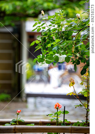 上郡神社,玫瑰花盛開的地區和京都安靜的街角風景 上郡神社,玫瑰花盛開的地區和京都安靜的街角風景 89258173