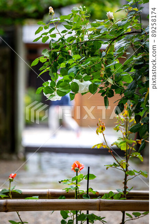 上郡神社,玫瑰花盛開的地區和京都安靜的街角風景 上郡神社,玫瑰花盛開的地區和京都安靜的街角風景 89258174