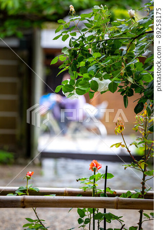 上郡神社,玫瑰花盛開的地區和京都安靜的街角風景 上郡神社,玫瑰花盛開的地區和京都安靜的街角風景 89258175