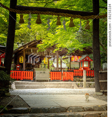 Nonomiya Shrine, Kuroki Torii and the main shrine in the precincts where cats also walk 89258184