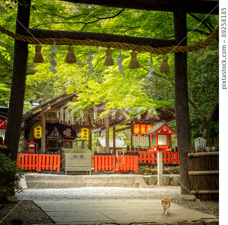 Nonomiya Shrine, Kuroki Torii and the main shrine in the precincts where cats also walk Nonomiya Shrine, Kuroki Torii and the main shrine in the precincts where cats also walk 89258185