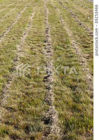 mown dried grass for feeding livestock on the farm 89258466
