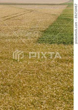 unripe dry wheat before the grain harvest 89258467