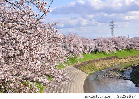 Akishino River row of cherry blossom trees 89258687
