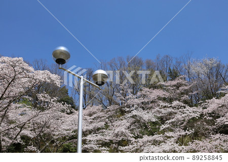 Sakura for lighting 89258845
