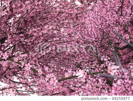 3D Blooming Sakura branches 3D Blooming Sakura branches 89258977