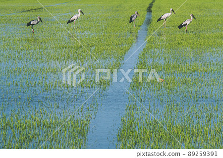 Organic rice fields and Cattle egret, local white birds walking and looking for shell food in the countryside landscape. 89259391