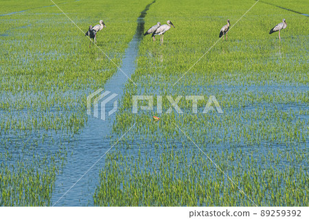 Organic rice fields and Cattle egret, local white birds walking and looking for shell food in the countryside landscape. 89259392