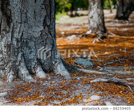 Selective focus Complex above ground root system of a tree surrounded by fallen autumn leaves. Roots from a tree grow above ground, covered in autumn leaves. 89259405