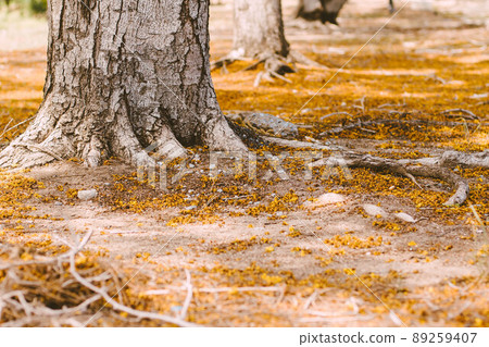 Selective focus Complex above ground root system of a tree surrounded by fallen autumn leaves. Roots from a tree grow above ground, covered in autumn leaves. 89259407