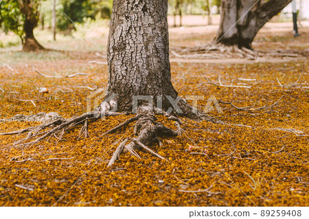Selective focus Complex above ground root system of a tree surrounded by fallen autumn leaves. Roots from a tree grow above ground, covered in autumn leaves. 89259408