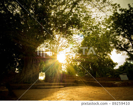 Sun flare through Branches bush tree on sky background. Trees against the sky and sun flare. Tree and branches ant eye view. Nature Background. Beautiful Sun Shine Sun flare through Branches bush tree on sky background. Trees against the sky and sun flare. Tree and branches ant eye view. Nature Background. Beautiful Sun Shine 89259410