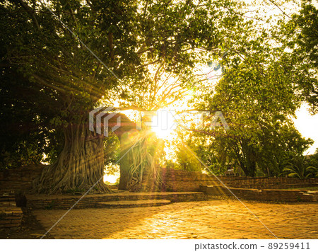 Sun flare through Branches bush tree on sky background. Trees against the sky and sun flare. Tree and branches ant eye view. Nature Background. Beautiful Sun Shine Sun flare through Branches bush tree on sky background. Trees against the sky and sun flare. Tree and branches ant eye view. Nature Background. Beautiful Sun Shine 89259411