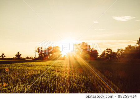 Soft focus Rice field and sky background at sunset time with sun rays. 89259414