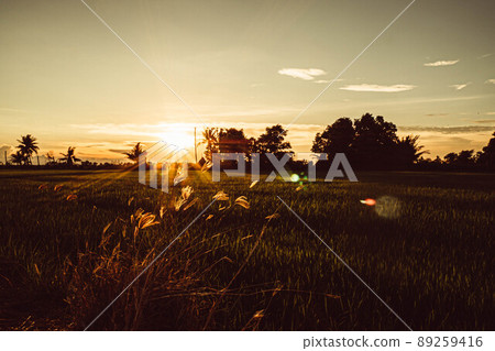Soft focus Rice field and sky background at sunset time with sun rays. 89259416