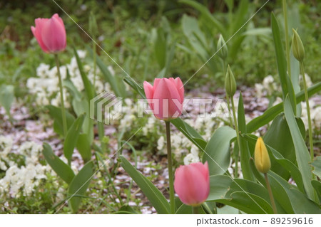 鬱金香 鬱金香 89259616