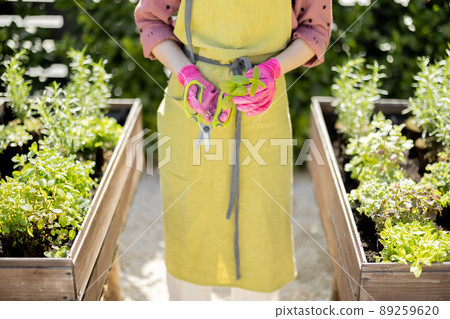 Gardener in green apron holding cutted mint leaves Gardener in green apron holding cutted mint leaves 89259620