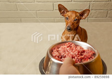 The owner's hand holds a bowl of meat in front of the dog's muzzle.  89259898