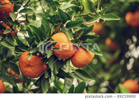 Tangerine garden with fruits 89259900