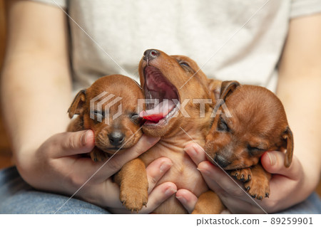 Three sleeping puppies in the arms of a girl. The puppy yawns. Portrait of pets. Three sleeping puppies in the arms of a girl. The puppy yawns. Portrait of pets. 89259901