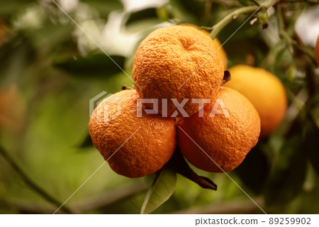 Tangerine garden with fruits Tangerine garden with fruits 89259902