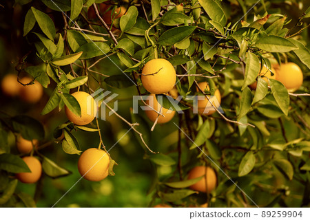 Tangerine garden with fruits Tangerine garden with fruits 89259904
