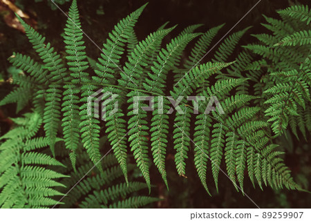 Fern leaf background Fern leaf background 89259907