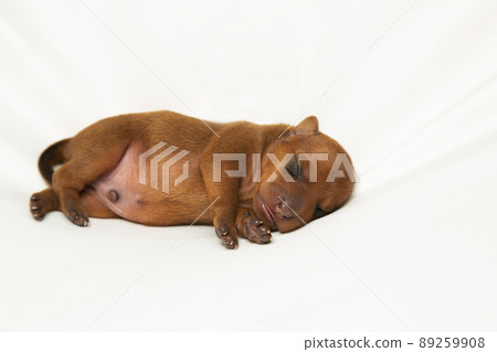 A newborn puppy sleeps on a white sheet. It will be wiped. A baby dog. 89259908