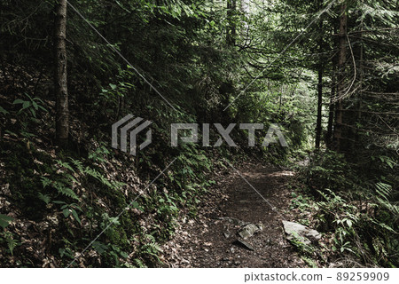 Dark moody forest 89259909
