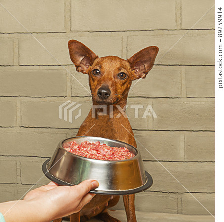 The owner offers the dog meat in a bowl. Feeding a pet. The owner offers the dog meat in a bowl. Feeding a pet. 89259914