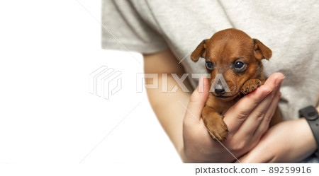 Portrait of a cute puppy in the palms of a girl. A pet. A charming dog. Isolate 89259916