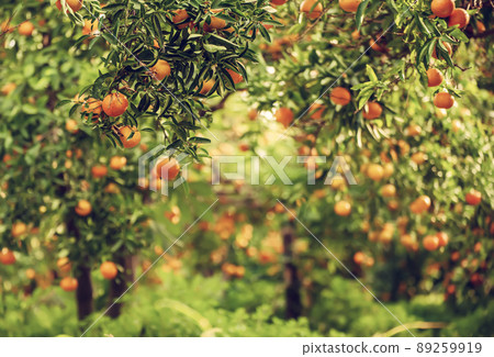 Tangerine green garden 89259919