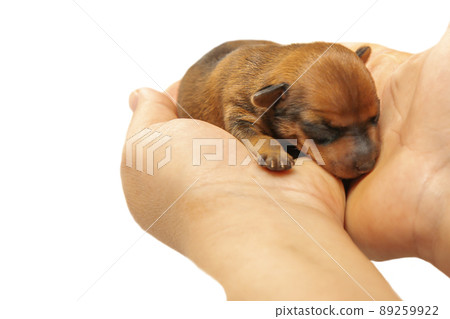 A blind puppy is lying on the palms of a man. The newborn puppy is sleeping. A blind puppy is lying on the palms of a man. The newborn puppy is sleeping. 89259922