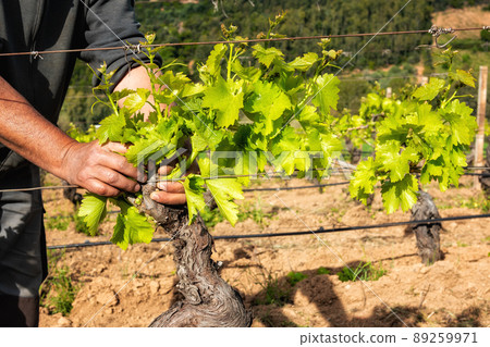 Green pruning of the vineyard in spring. Agriculture. 89259971