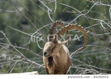 Israel, Negev, Outskirts of Kibbutz Sde Boker, Nubian Ibex (Capra ibex nubiana AKA Capra nubiana) close up of a large mature male. Israel, Negev, Outskirts of Kibbutz Sde Boker, Nubian Ibex (Capra ibex nubiana AKA Capra nubiana) close up of a large mature male. 89260059