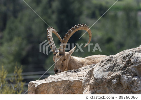 Israel, Negev, Outskirts of Kibbutz Sde Boker, Nubian Ibex (Capra ibex nubiana AKA Capra nubiana) close up of a large mature male. Israel, Negev, Outskirts of Kibbutz Sde Boker, Nubian Ibex (Capra ibex nubiana AKA Capra nubiana) close up of a large mature male. 89260060