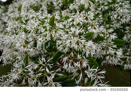 Chionanthus retusus Nanjamonja 樹 Chionanthus retusus Nanjamonja 樹 89260088