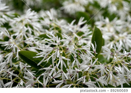 Chionanthus retusus Nanjamonja 樹 Chionanthus retusus Nanjamonja 樹 89260089