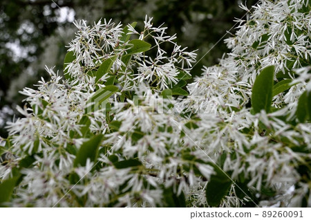 Chionanthus retusus Nanjamonja 樹 Chionanthus retusus Nanjamonja 樹 89260091