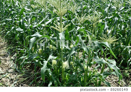 雄性和雌性玉米花 雄性和雌性玉米花 89260149