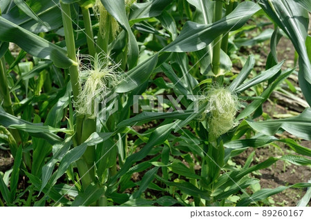 Male and female corn flowers Male and female corn flowers 89260167