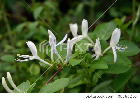 Honeysuckle Flower 89260216
