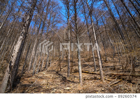 枯樹死山風光（遇險圖） 89260374