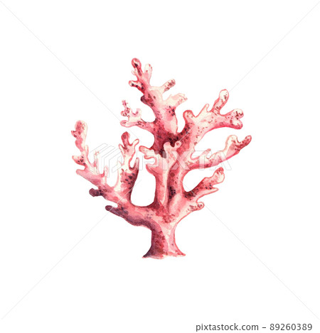 Underwater pink reef coral isolated on white background. Hand drawn watercolor illustration. Clip art. 89260389