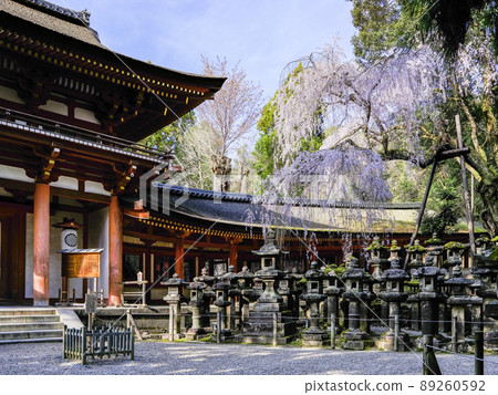 Weeping cherry blossoms blooming in front of the south gate of Kasuga Taisha Shrine 89260592
