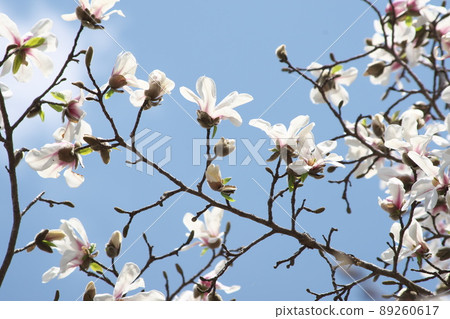 Kobusi flower [blue sky background] 89260617